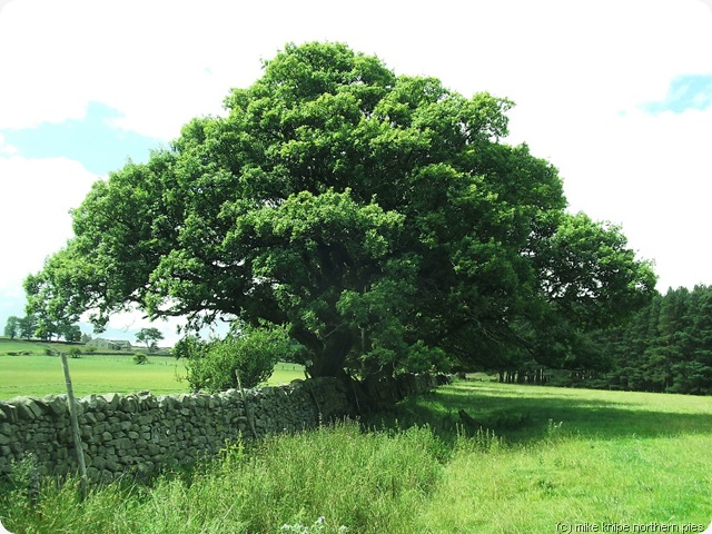 fawnlees veteran oak