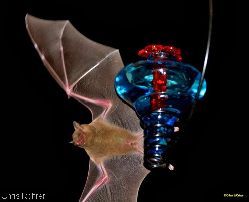 Chris Rohrer Bat photo
