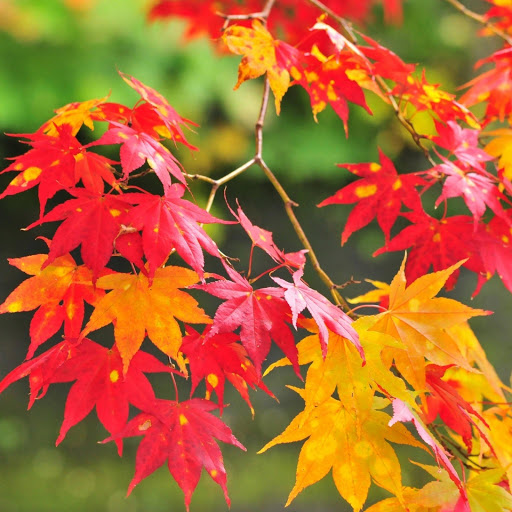 Hd-186083-ascw186083