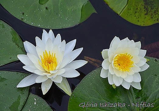 Glória Ishizaka - flores 101