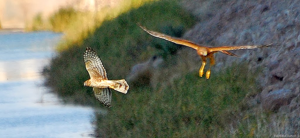 [DSC_0625%255B4%255D.jpg]