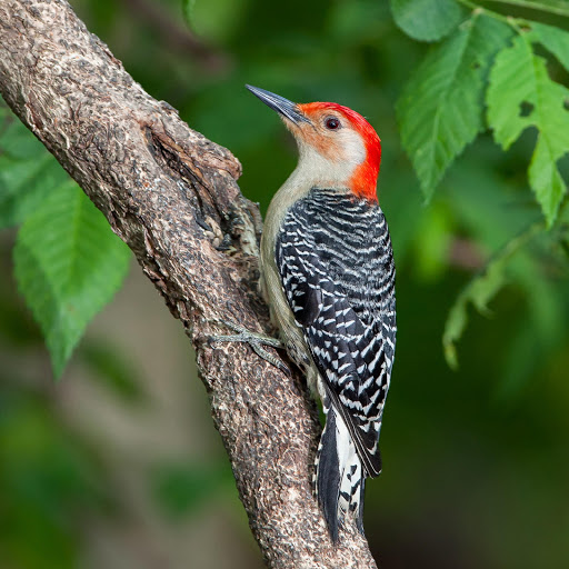 Hd-178511-ascw178511