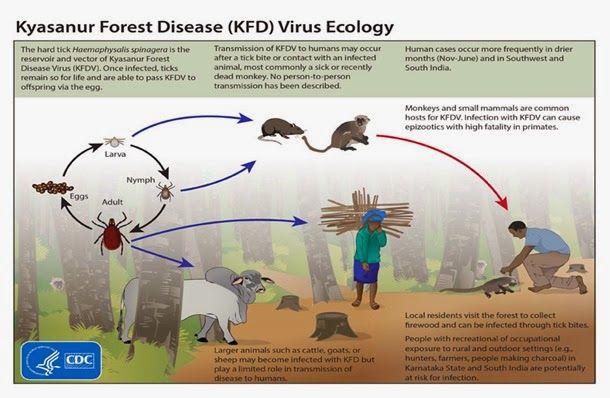 kyasanur-virus-ecology