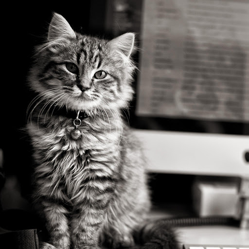 Hd-170874-ascw170874