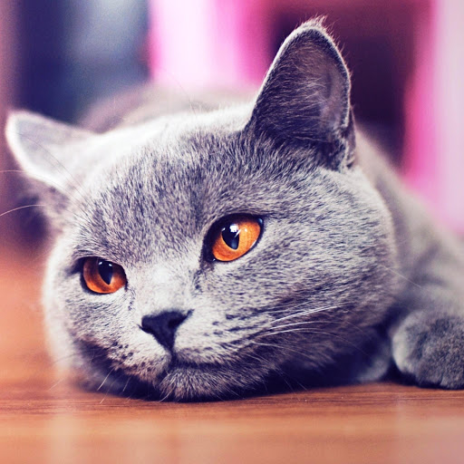 Hd-175180-ascw175180