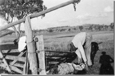 Ron butchering sheep, Glenroy