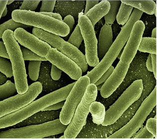Pengertian bakteri