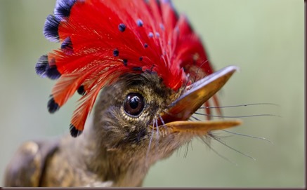 Amazing Animal Pictures Amazonian Royal Flycatcher (1)