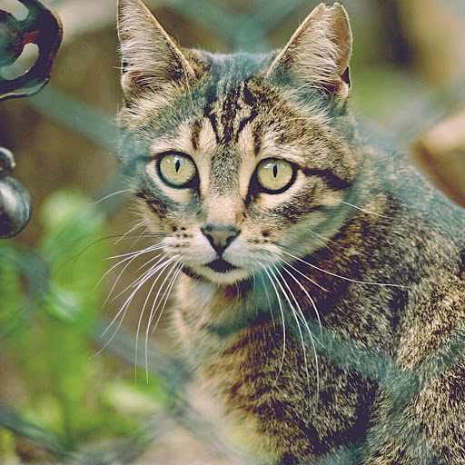 Hd-184188-ascw184188