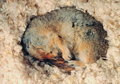 Hibernating Arctic Ground Squirrel
