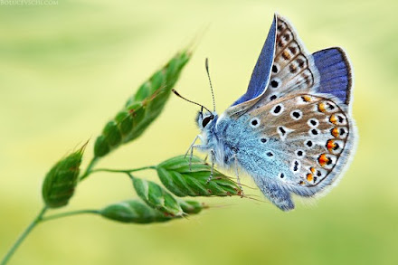 borboleta%252520azul.jpg