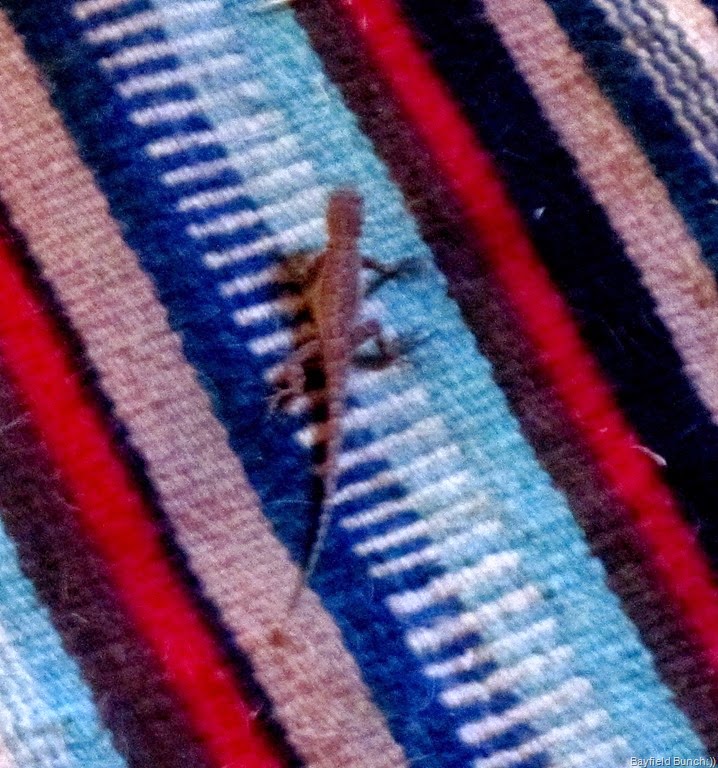 [IMG_1760%255B7%255D.jpg]