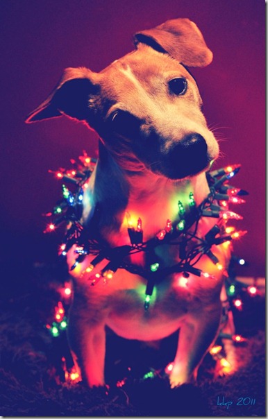 perro gorritos navidad (16)