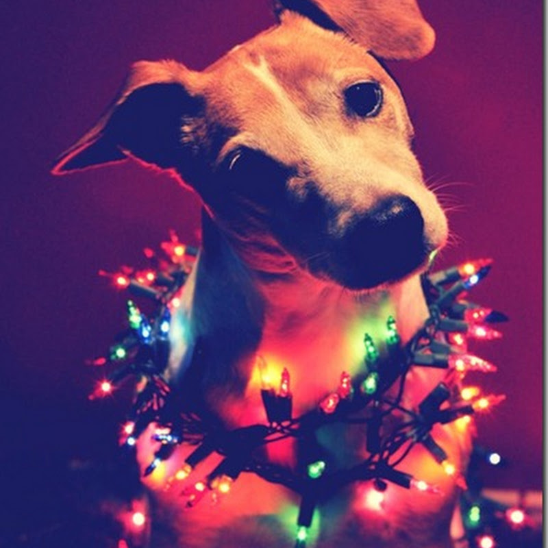 Perros navidad con gorros de papá Noel