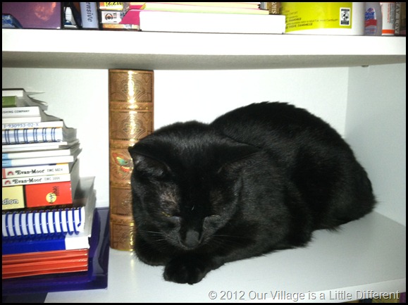 Kitty on a shelf