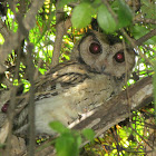 Collared Scops-Owl (Couple)