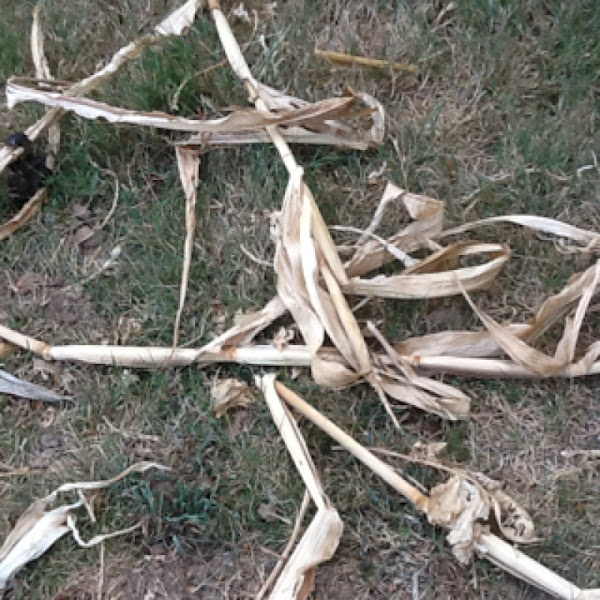Corn | Project Noah