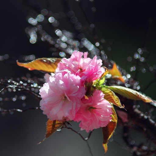 Hd-177224-ascw177224