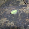 Crowned slug