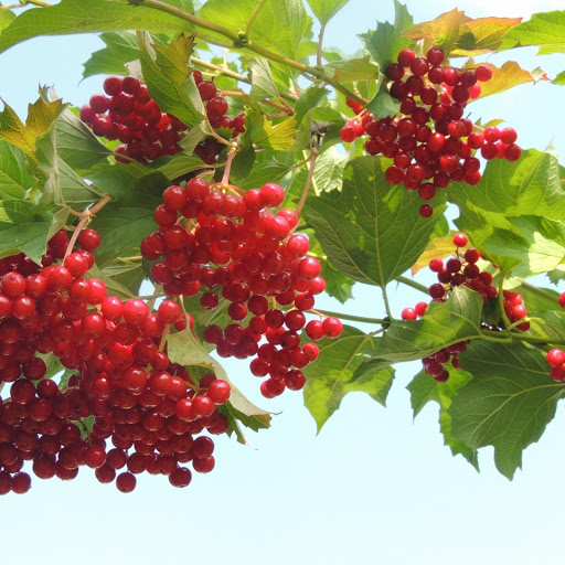 Hd-171513-ascw171513