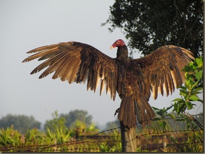 turkey vulture drying wings