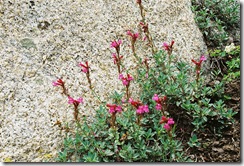 Alta Peak Trail- Mountain pride penstemon-Penstemmon newberryi Scrophulariaceae 6