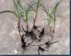 nutgrass roots spread