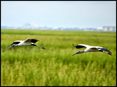 02c - birds - Wood Storks