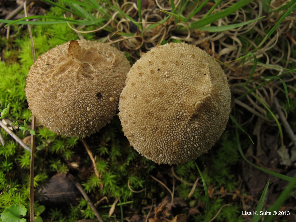 [gem-studded%2520puffballs%255B5%255D.jpg]