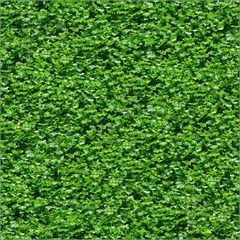 Seamless-Green-Grass-Pattern-1650704