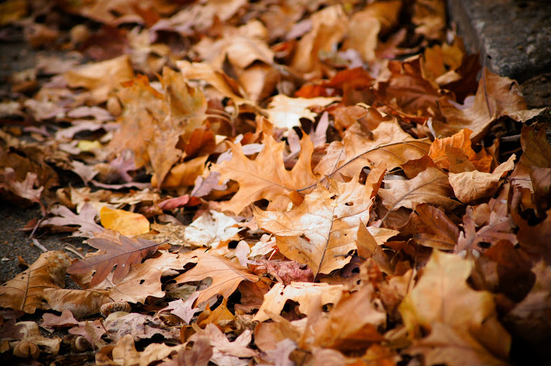 dried-leaves-free-pictures-1 (2532)