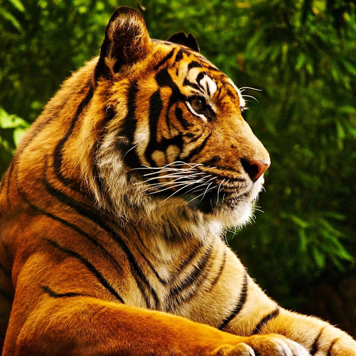 Hd-155811-ascw155811