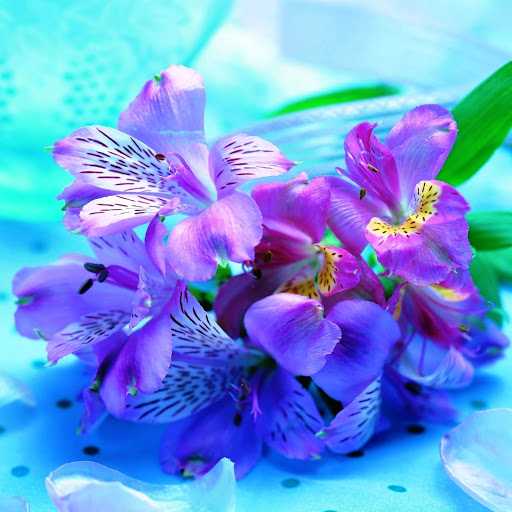 Hd-146146-ascw146146