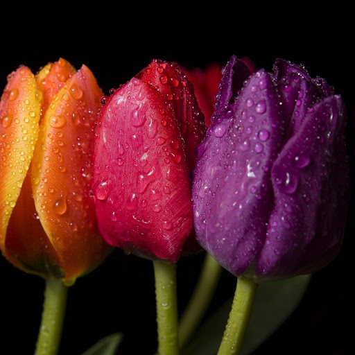 Hd-148804-ascw148804