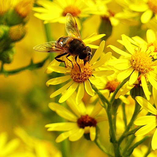 Hd-146390-ascw146390