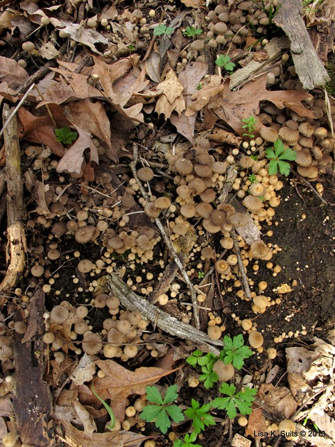 Coprinellus disseminatus