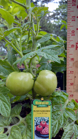 Epic Garden 2017 Bush Goliath Tomato Hybrid Example Post Multiple Pictures Per Showing Changes Over Time With Every Plant Let Me Figure This Out Side By Photo Comparisons Is My Goal