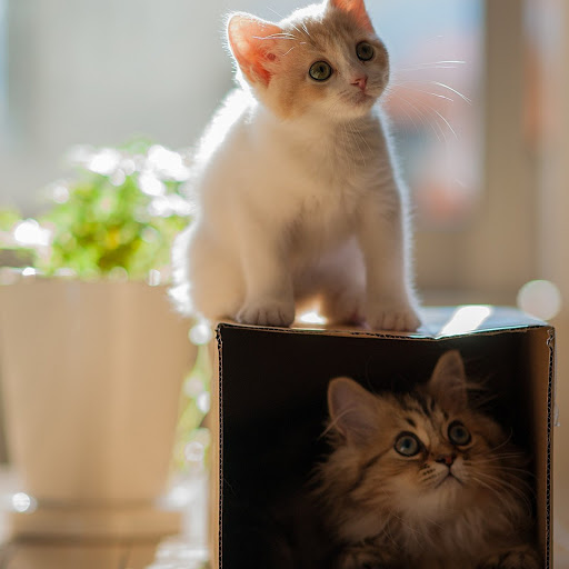 Hd-145227-ascw145227