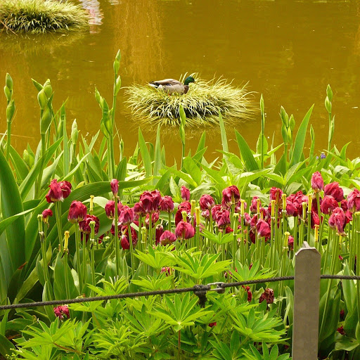 Hd-131462-ascw131462