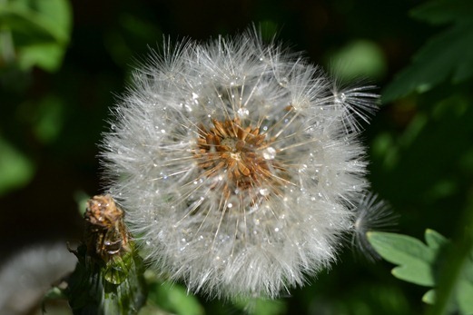 Dandelion clock - showing the pappus and achenes
