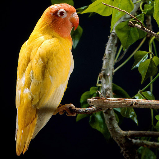 Hd-179842-ascw179842