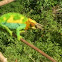 Three horned Chameleon