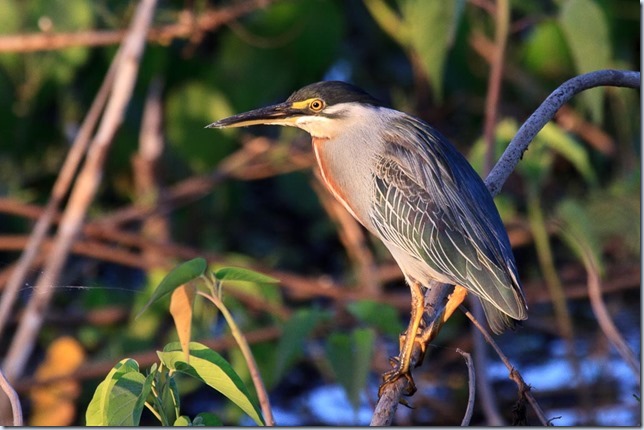 Pantanal_Herons-6