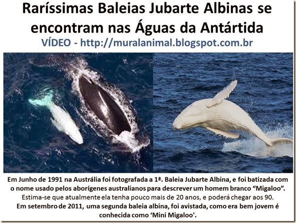 Raríssimas Baleias Jubarte Albinas se encontram nas Águas