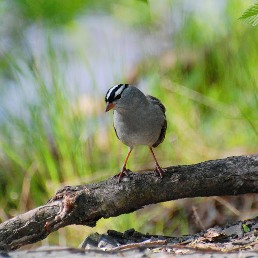 Hd-181320-ascw181320