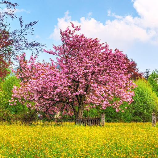 Hd-144265-ascw144265