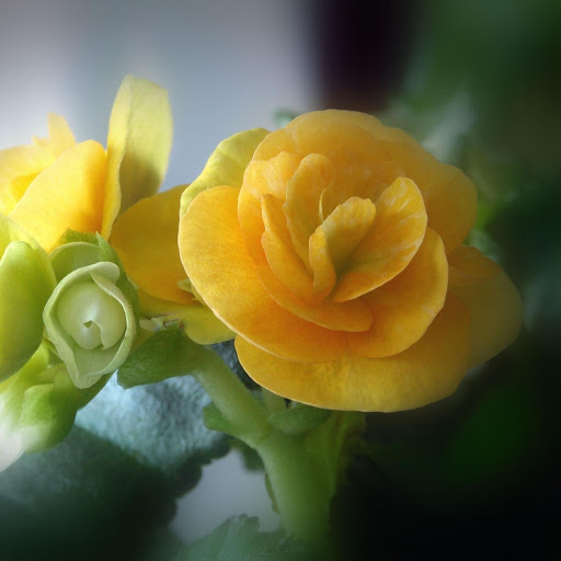 Hd-177165-ascw177165