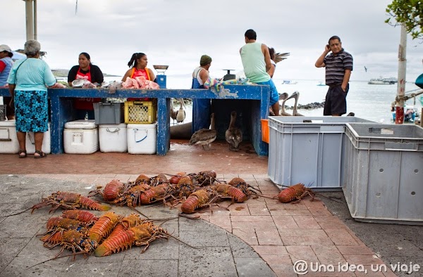 consejos-viajar-islas-galapagos-precios-alojamiento-tours-excursiones-unaideaunviaje-7.jpg