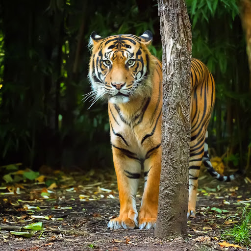 Hd-137458-ascw137458