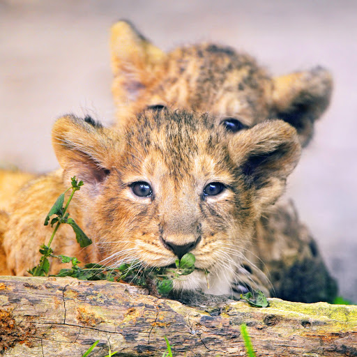 Hd-138116-ascw138116